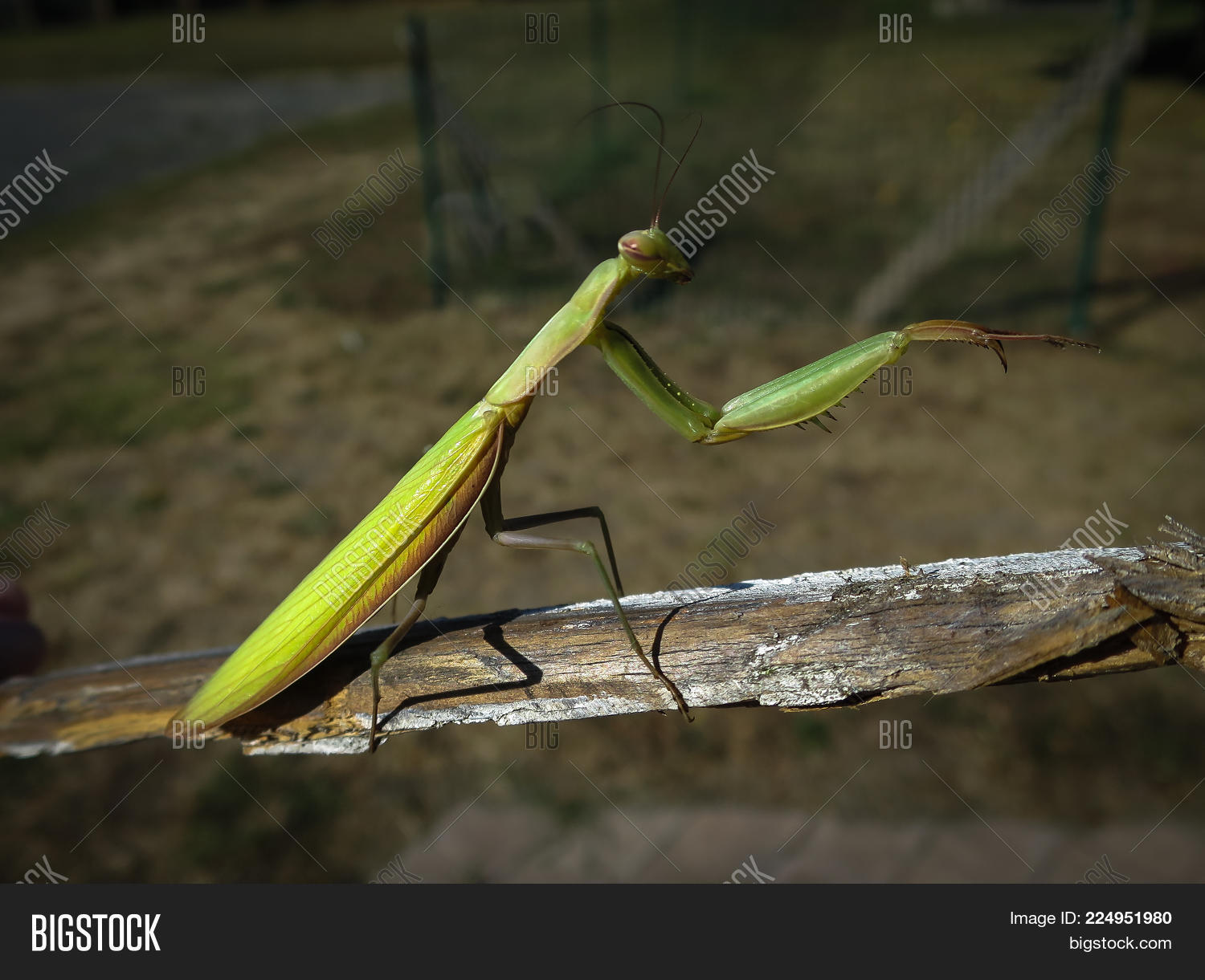 Image Preview