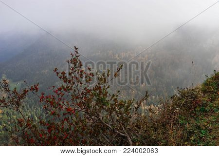 Landscape with rocks, trees and bushes in the mountains