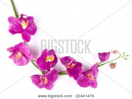 Orchid geïsoleerd op witte achtergrond