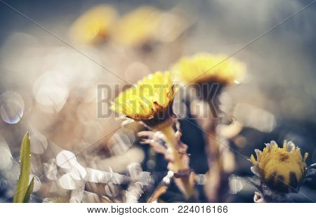 Yellow flowers coltsfoot (tussilago farfara) in the spring close up.
