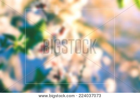 Flowering apricots with space for text concept