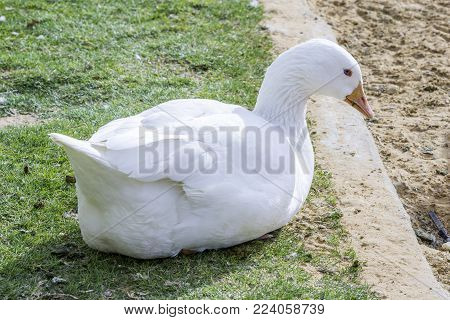 white duck sitting on grass, one color goose clean