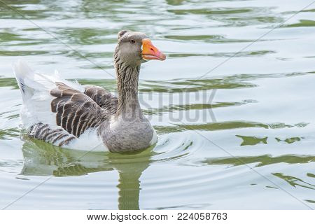 goose swimming on water, Chinese goose in lake