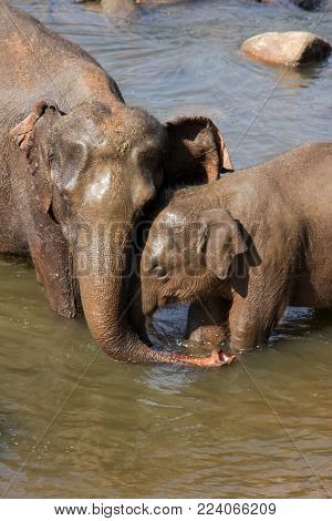 Sri Lanka, Pinawella Cattery. Elephants Are Bathing And Washing In The River, Among Brown Stones