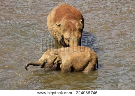 Sri Lanka, Pinawella Cattery. Elephants are bathing and washing in the river, among brown stones