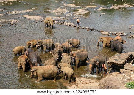 Sri Lanka, Pinawella Cattery. Elephants are bathing and washing in the river, among brown stones