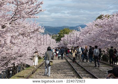 Kyoto, Japan - April 5, 2016: People enjoy spring season at Keage incline with sakura (cherry blossoms).