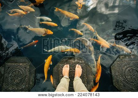 traditional gold fish koi koi floats in a pond around the bare feet of a tourist.