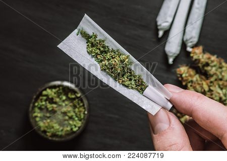 The man twists the canth from fresh marijuana