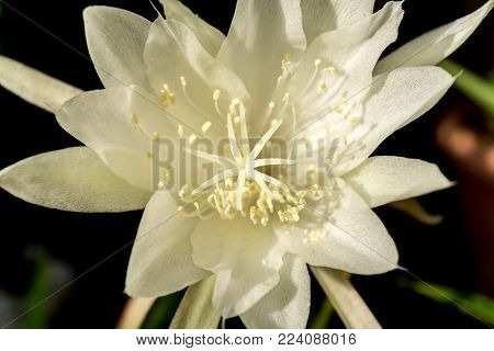 Macro white flower Queen of Night Epiphyllum oxypetalum, nocturnal very fragrant flower blooms at night and wilts the next day. Nisagandhi bethlehem lilly cactus flower