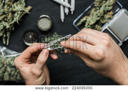 The man twists the canth from fresh marijuana