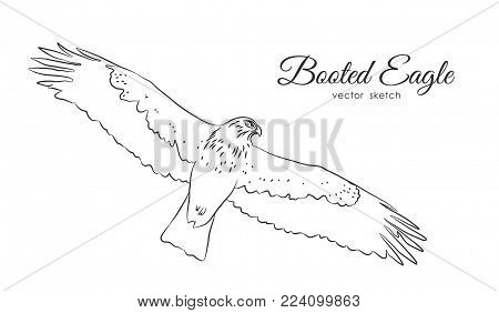 Vector illustration: Black sketch of Booted Eagle in fly on white background.
