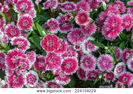 Pink Dianthus Top View Blooming Background, Dianthus Caryophyllus