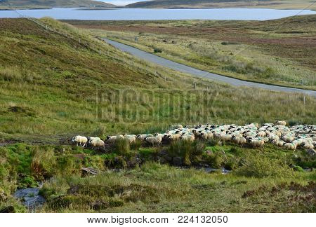 Beautiful landscape in Scotland with a herd of sheep