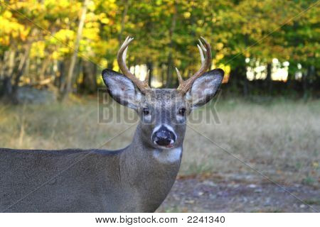 Buck 2