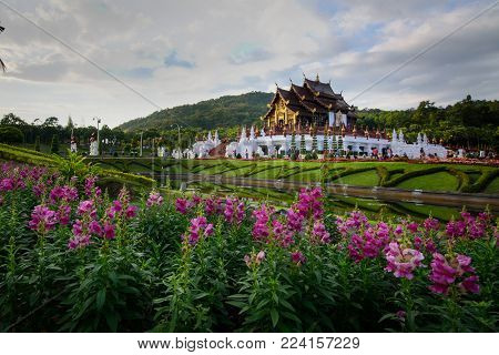 Pink flower gardens with Hor khum luang temple at the pavilion at Royal Park Rajapruek in Chiang Mai, Thailand.