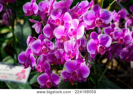 Orchid flower in tropical garden.Pink Phalaenopsis Orchid flower Selective focus.