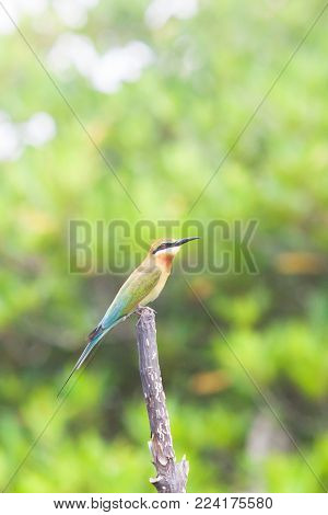 Madu Ganga, Balapitiya, Sri Lanka - A giant cormorant in the mangroves