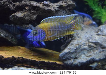 Peacock African Cichlid Fish from Lake Malawi