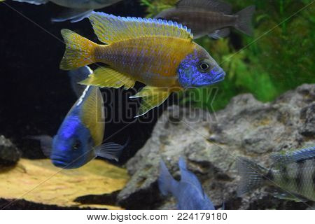 African Lake Malawi Cichlid Fish in Aquarium