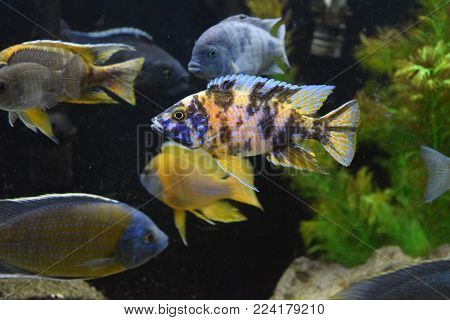 Orange Blossom Peacock and Other Malawi Cichlids in Tank
