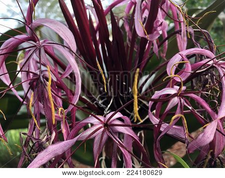 A Purple Crinum Lily (crinum Asiaticum)