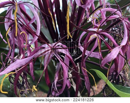 A Purple Crinum Lily (crinum Asiaticum)