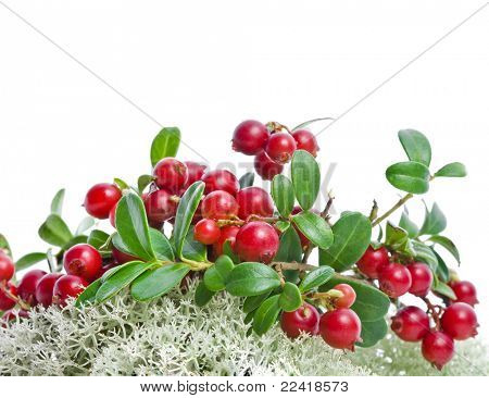 Granberries in Northern Reindeer Lichen  isolated on white