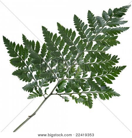 Vějíře listí - Rumohra adiantiformis (Aspedium capense) izolované na bílém