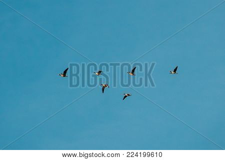 Flock Of Ducks Flies In V-formation Flying In Sunny Blue Autumn Or Spring Sky.