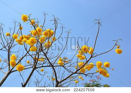 Cochlospermum regium flower on blue sky . Yellow Cotton Tree, suphannika