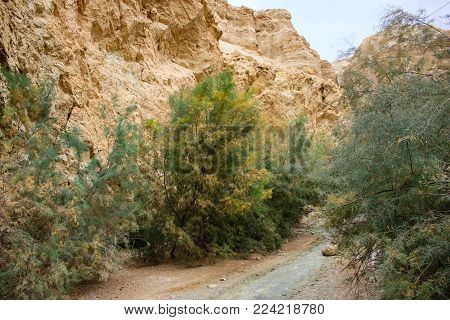 Wadi Bokek Trek in the Judaen desert nature reserve in Israel
