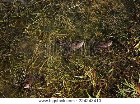 A lot of frogs joined together in a pond  in springtime