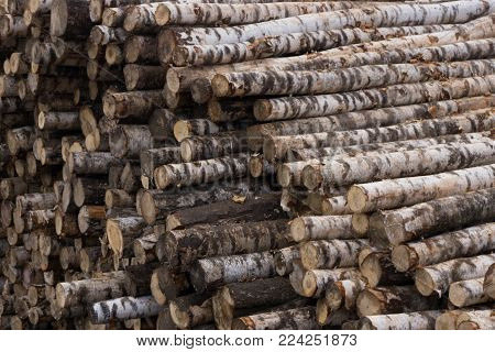 Round wooden stumps background,Trees cut section for background texture. Stump tree