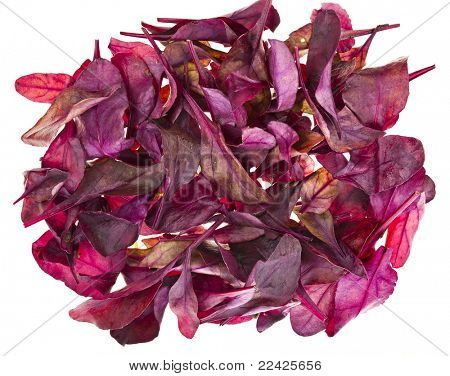 สลัดแดง chard (Mangold) แยกต่างหากบนพื้นหลังสีขาว