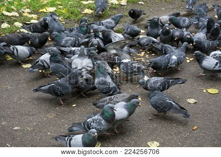 Pigeons fight over for food , many struggle pigeons near temple in Thailand. some eating bread on the floor some flying