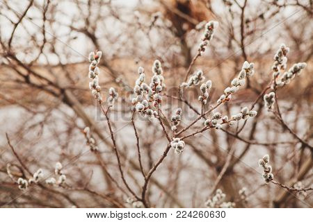 flowering willow in early spring. Verba in nature. the feast of palm Sunday.
