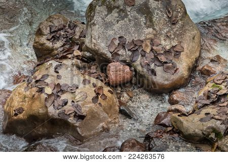 Heart Shaped Stone In A Creek - Austria
