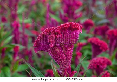 Red Chinese Wool Flower close up garden background outdoor, Celosia argentea L. var. cristata (L.) Kuntze