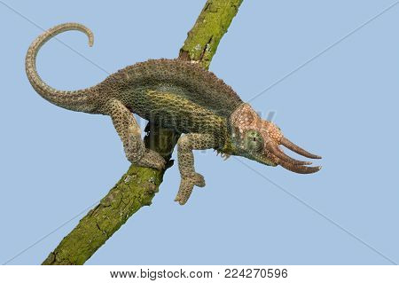 Jackson's Chameleon (Trioceros jacksonii) climbing tree branch