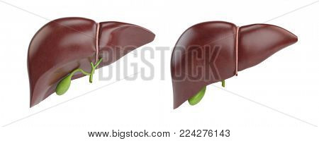 Healthy human liver with gallbladder isolated on white background. 3d illustration