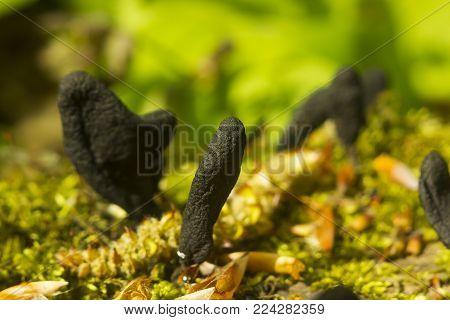 Black mushroom-parasites Xylaria polymorpha on fallen tree. Dead man's fingers mushrooms, saprobic fungus