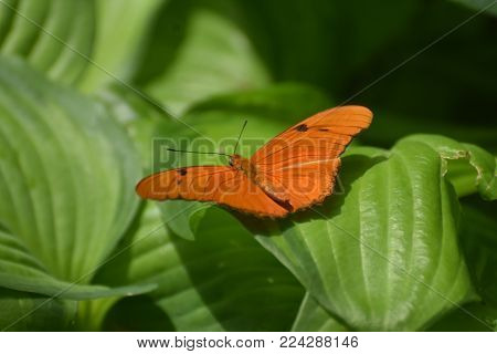Open Wings Of A Beautiful Orange Heliconian In The Wild