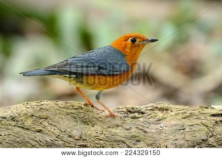 beautiful male Orange-headed Thrush (Zoothera citrina) in Thailand
