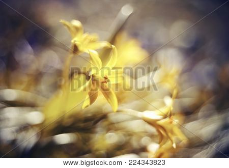 Abstract defocused background with spring flower Gagea lutea or Yellow Star-of-Bethlehem