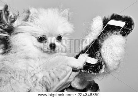 Cute pomeranian dog or puppy pet, with fawn coat using smartphone, mobile phone, in cute, faux fur cover in female hands wearing white woollen mittens on grey background