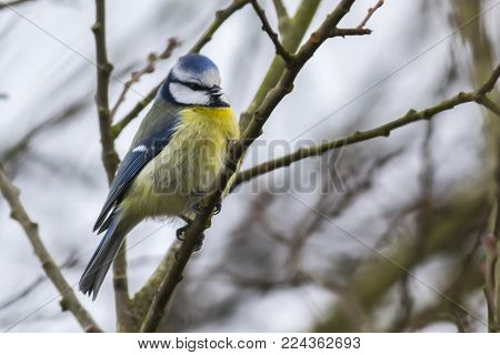 Bluetit (parus Caeruleus)