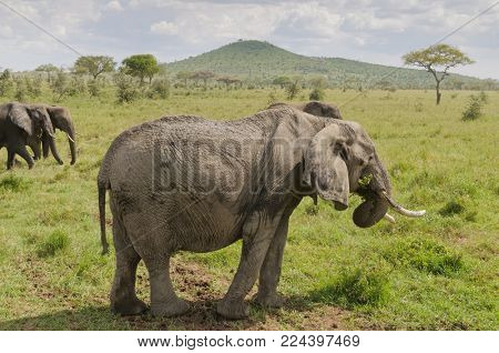 Closeup of African Elephant (scientific name: Loxodonta africana, or 