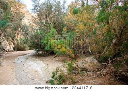 Wadi Bokek trek in the nature reserve of the Judean desert in Israel