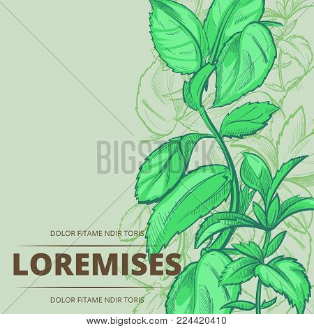 Peppermint green plants and leaves poster banner background. Vector illustration